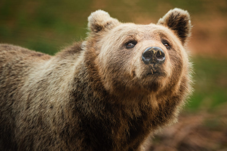 L'ours tout sourire de Kuterevo