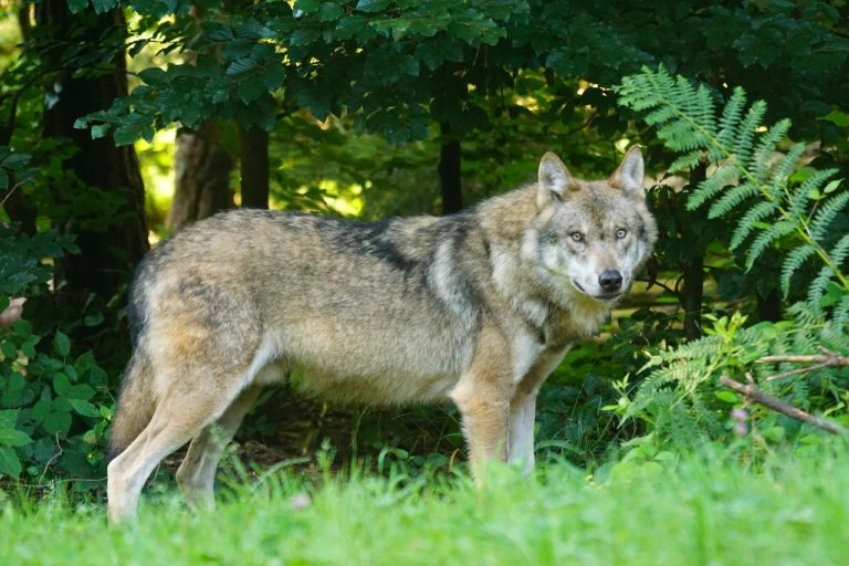 Un loup commun européen, connu sous le nom de "canis lupus", dans son habitat naturel. Photo : Marcel Langthim