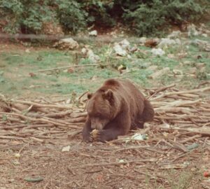 Quel plaisir de profiter de la présence des ours